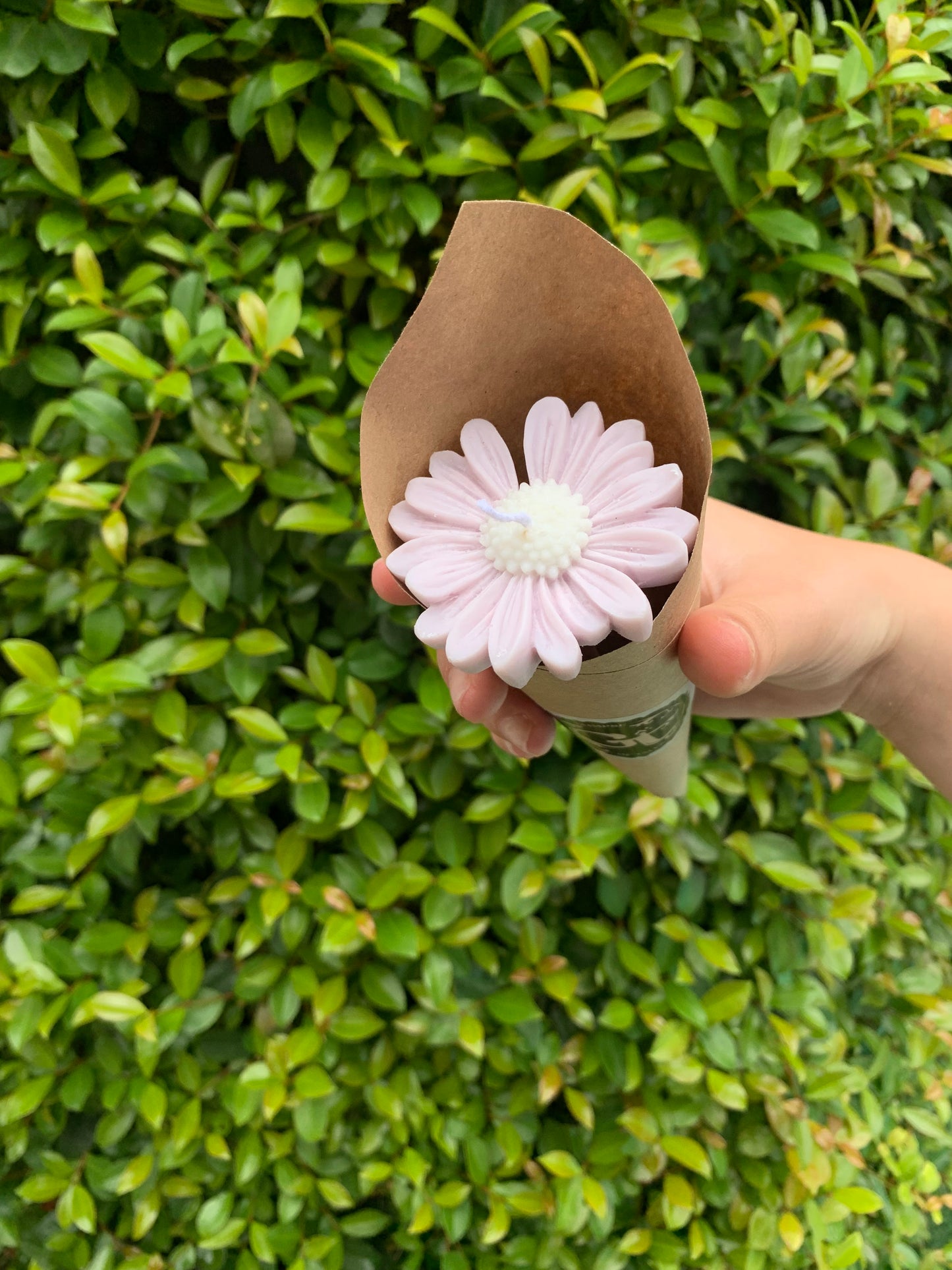Daisies