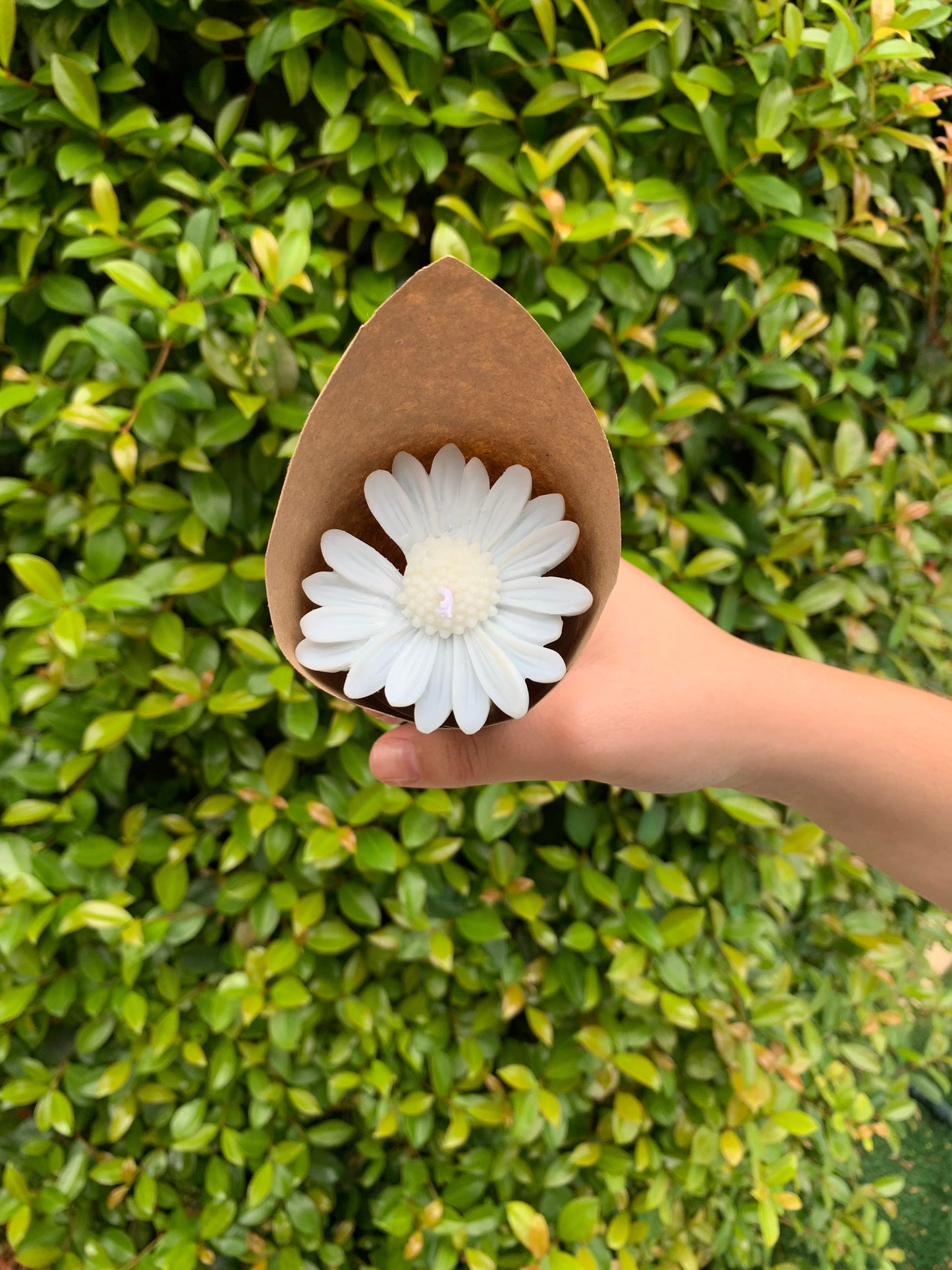Daisies
