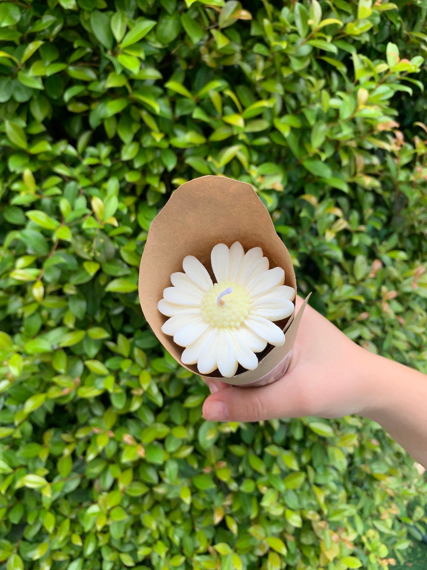 Daisies