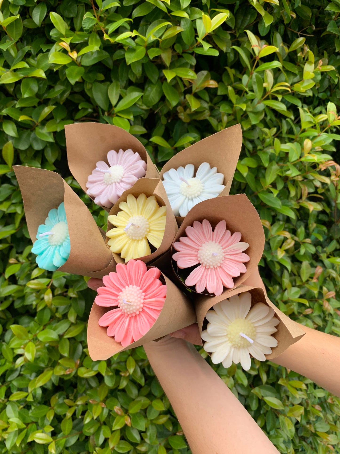 Daisies